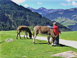 DONKEYS & A YOUNG VISITOR