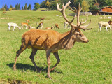 STAG