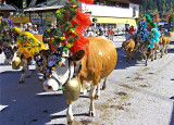 LAST COWS COMING THROUGH