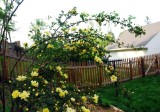 Flowers.jpg