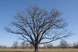 Del-Park_Oak_01.jpg