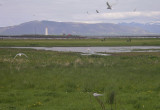 Arctic terns nesting in their colony