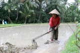 Padi farmer