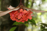 Rhododendron brookeanum.jpg