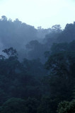 Danum Valley Forest- Sabah.