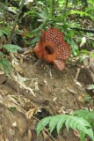 Rafflesia Curleyii