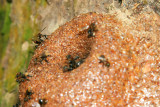 Stingless honey bees