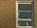 Cat in Window - Former WV Hotel