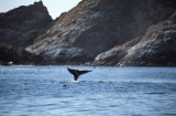 4-33-Spotting a Whale