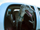 Wide Angle Greyhound