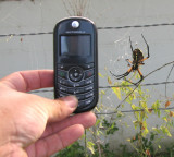 Texas Garden Spider