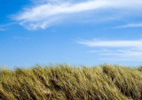 Grass and Sky.jpg