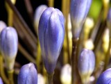 Flower buds 01