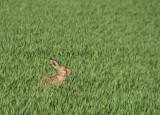 Hare