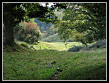 Hstpromenad i Strntemlla naturreservat