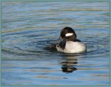 bufflehead female 7.jpg