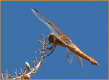 flame skimmer female az 3.jpg