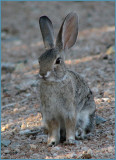 az rabbit.jpg