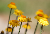 yellow strawflowers