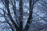 maple in the gloaming