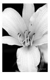 daylily in black and white