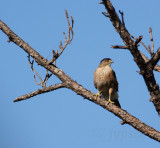 ... coopers hawk