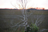 sedge and sunset