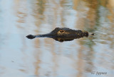 early morning gator