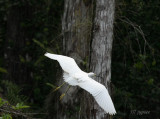 snowy egret flying under the cypress canopy