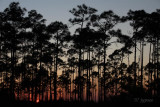 pine flatwoods