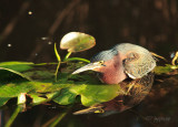 green heron hunting on a lily pad