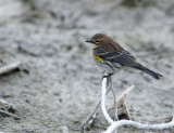 yellow rumped warbler at dusk