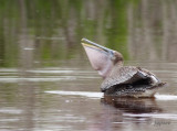 brown pelican with a full bill