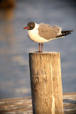 laughing gull on a piling