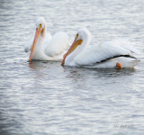 two white pelicans