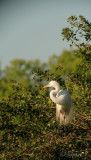great egret and blue sky