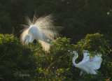 two great egrets