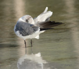 gull preening