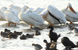 preening scene