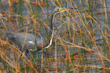 tricolor heron hunting in reeds