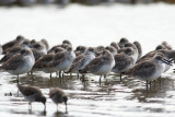 resting willets