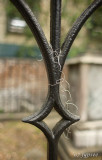 spanish moss on cemetery fence