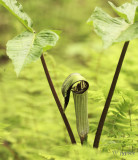 jack-in-the-pulpit