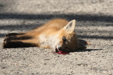 dead fox kit
