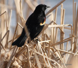 RedWing blackbird