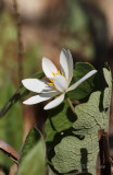bloodroot leaf and blossom