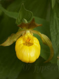 yellow ladys slipper