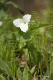 trillium