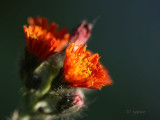 hawkweed frills