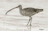 curlew in black and white